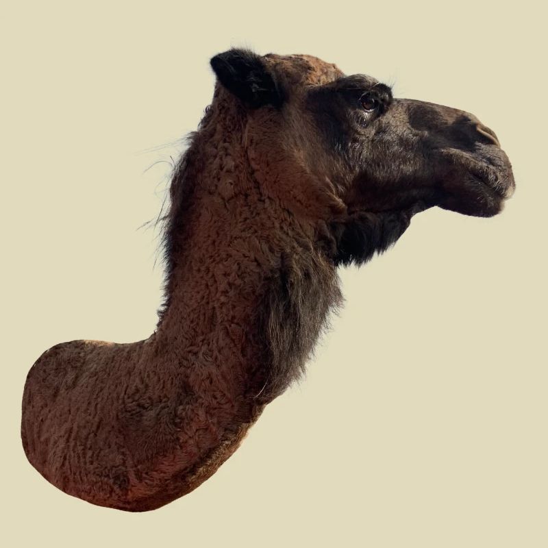 Kamel