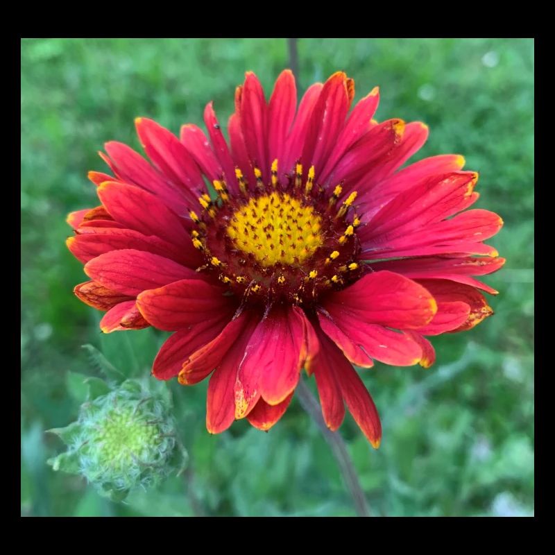 Blume mit Knospe