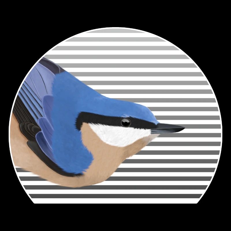 Nuthatch bird bird lover bird watcher