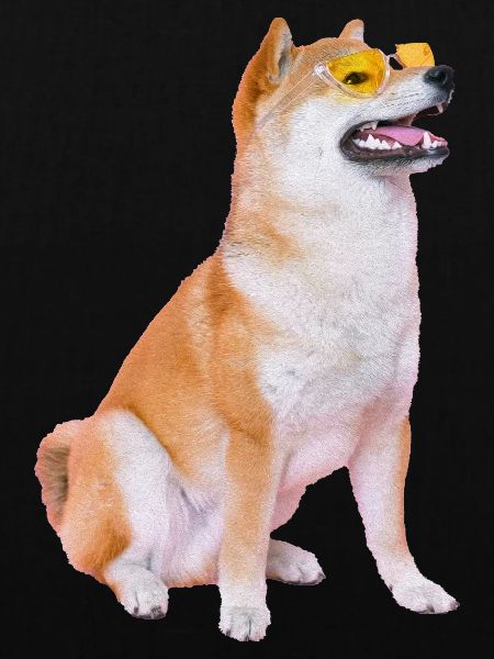 Sunglasses Shiba