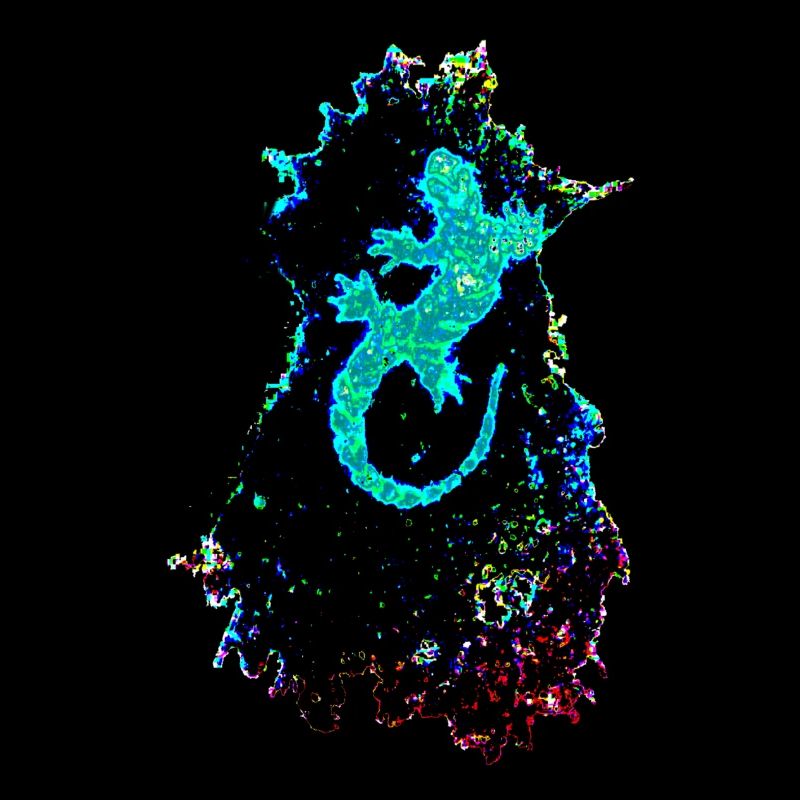 electrogecko