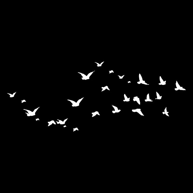 Birds - Oiseaux