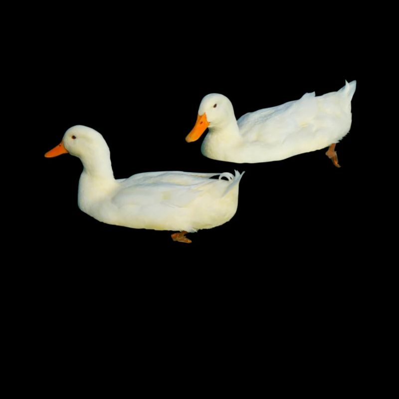 Duck