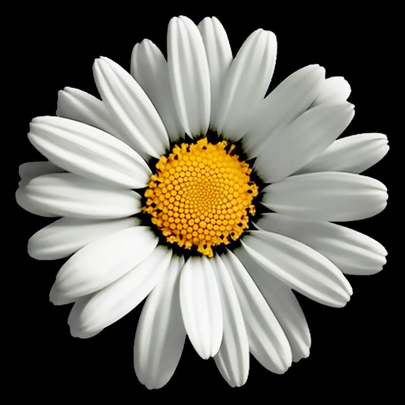 Gänseblümchen, Blume, Frühling, Sommer, Garten,