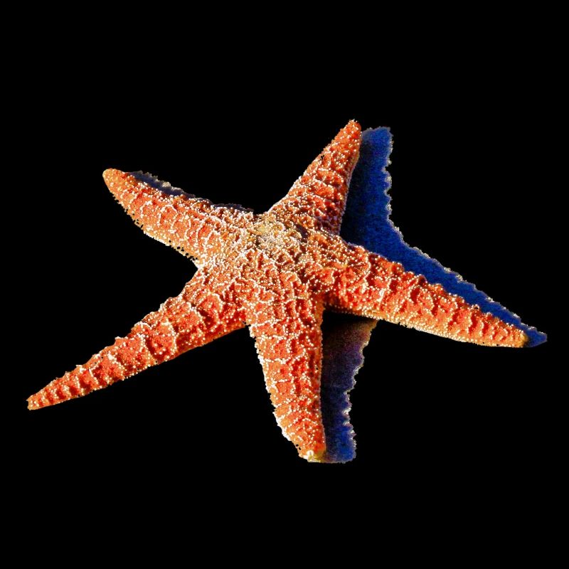 Une belle étoile de mer