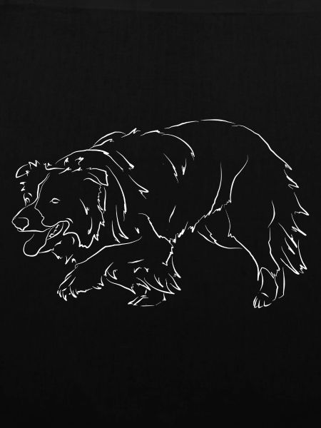 Border Collie dog