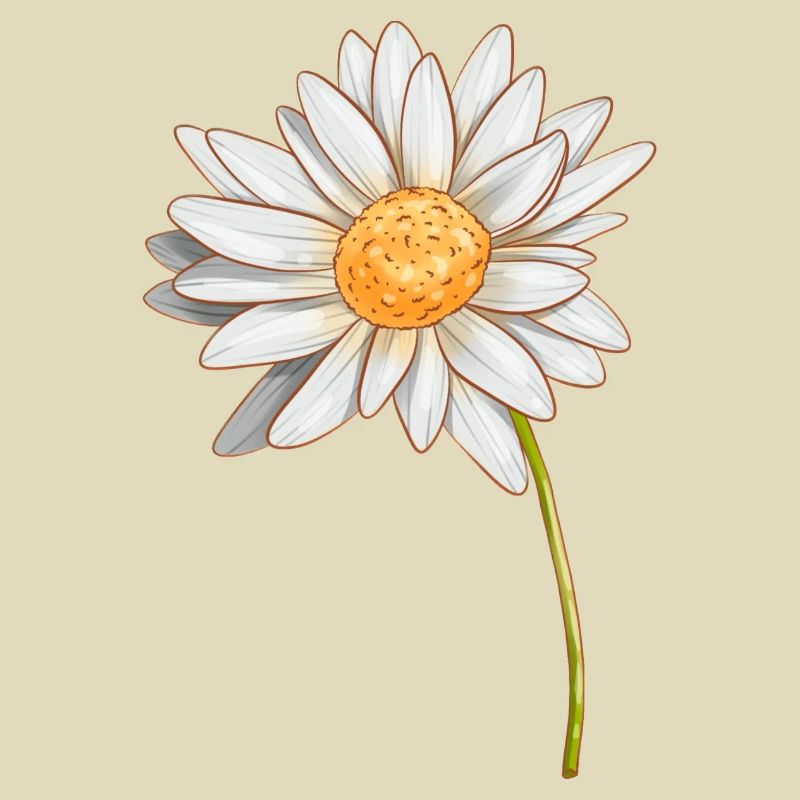 Gänseblümchen