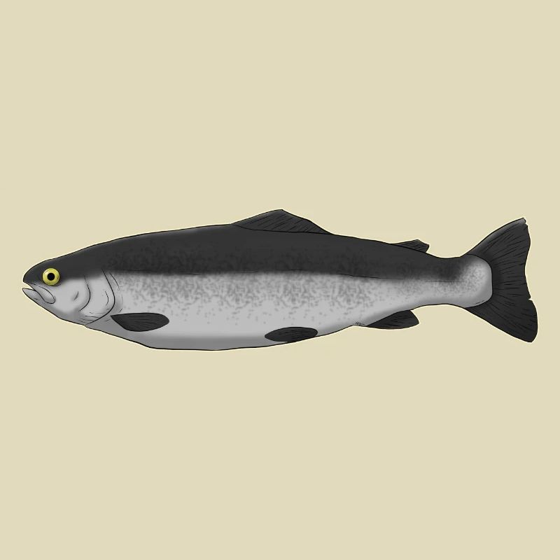 fish Fish