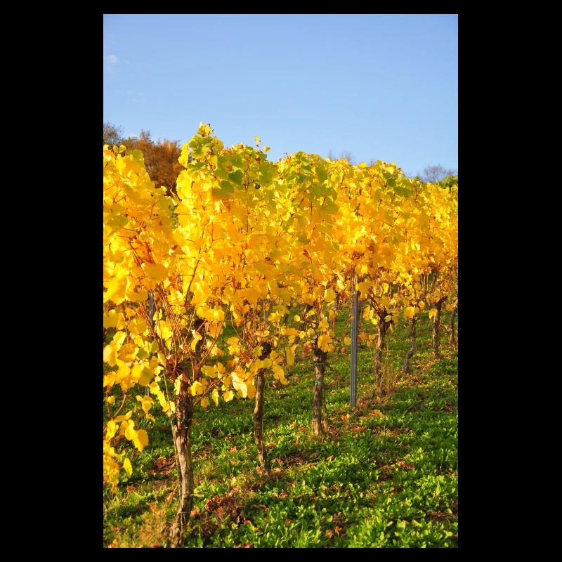 Vignes de Riesling de Moselle à l'automne 2