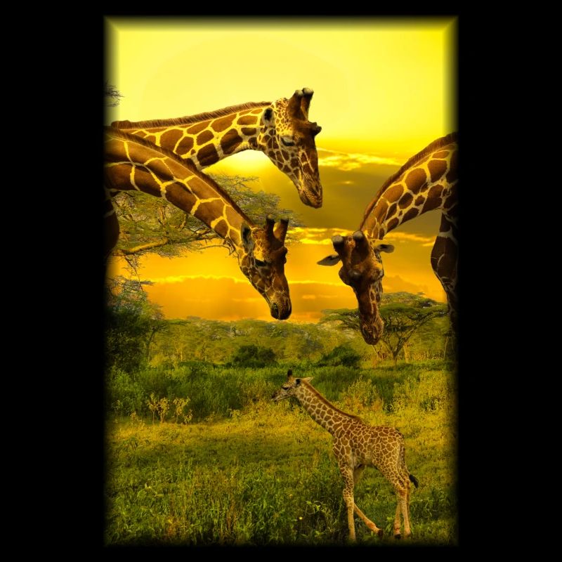 Giraffe in Kenia