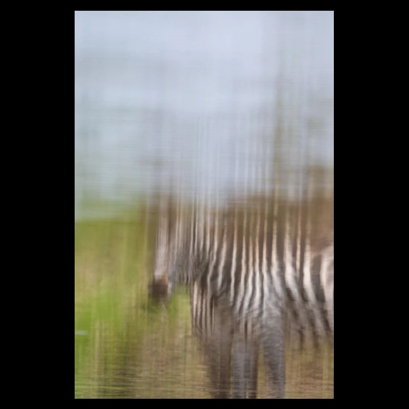 Zebra D5N 0225