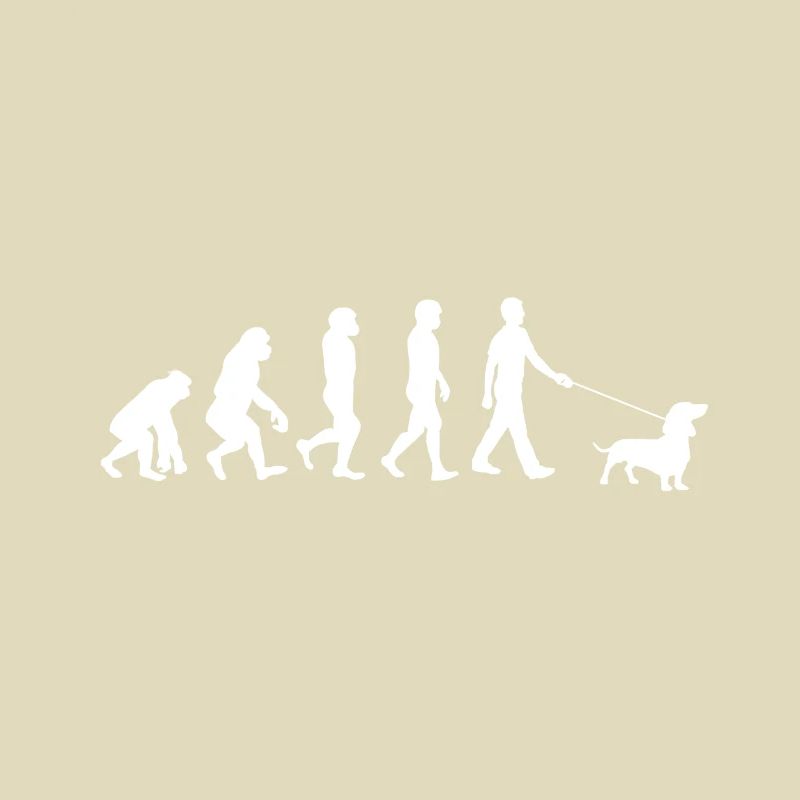 Evolution du teckel