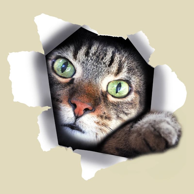 Félin mignon chat chat chatte déchirée patte