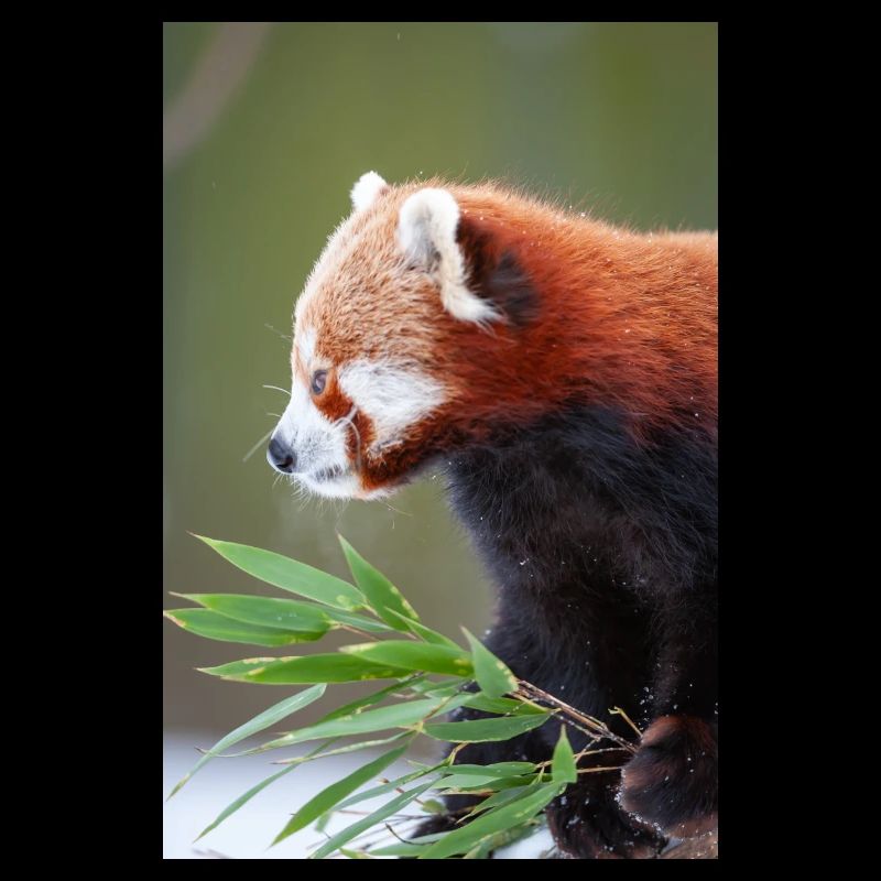 kleiner Panda IG32169