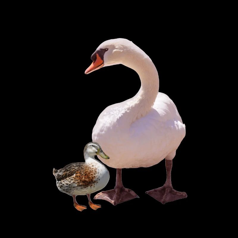Schwan und Ente