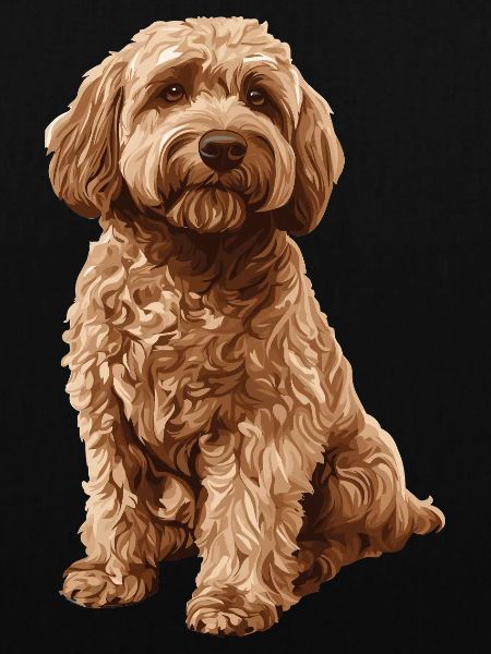 Labradoodle