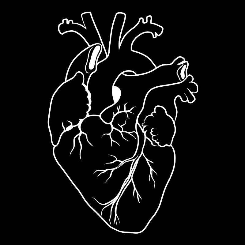 anatomisches herz