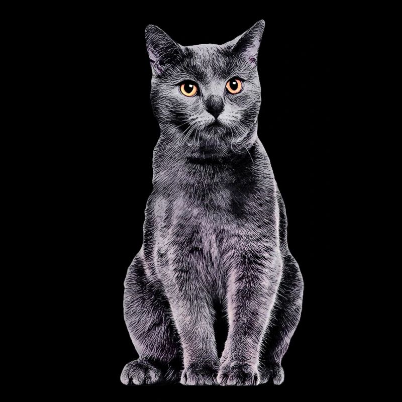 Kartäuserkatze