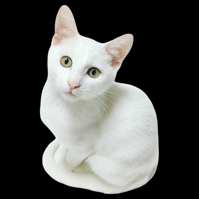 Weiße Katze