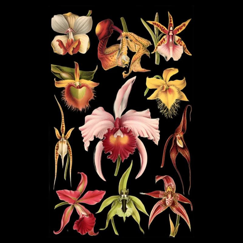 Orchidee