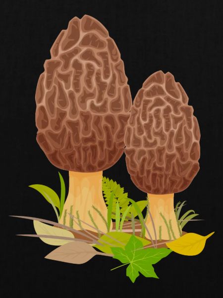 Champignons Champignons