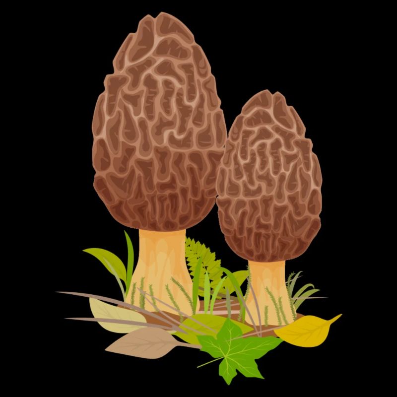 champignons champignons