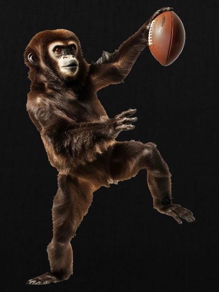 Gibbon Fußball