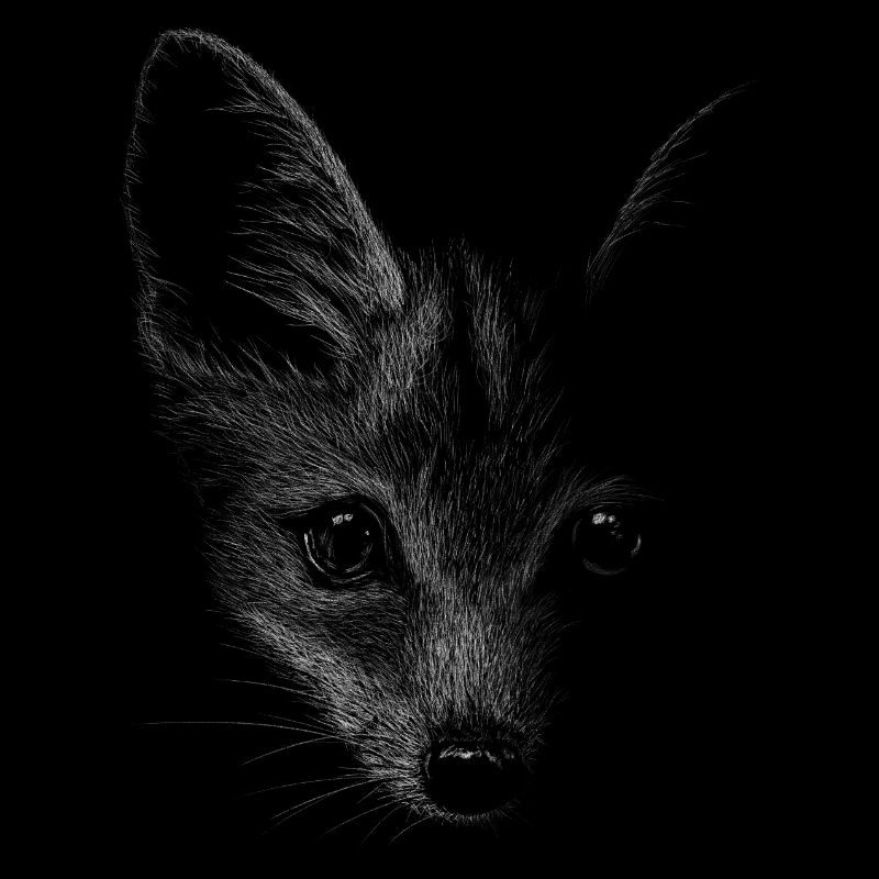 Fox Fox dans l’illustration au crayon noir