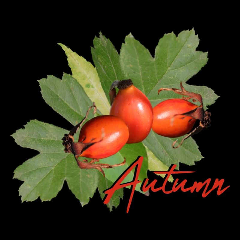 Feuilles d’automne