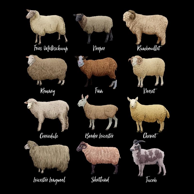 Sheep Drawings - Sheep Breeds