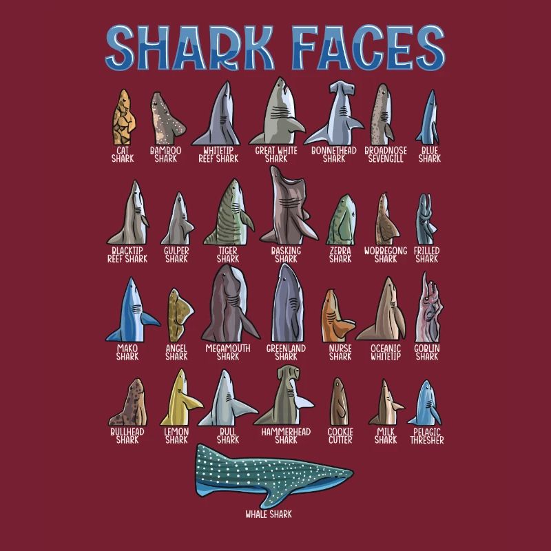 Types de requins Identification des visages