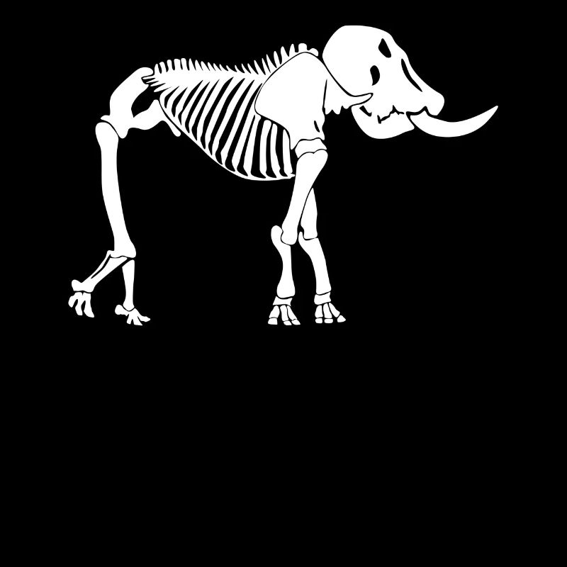 Éléphant Squelette Éléphants