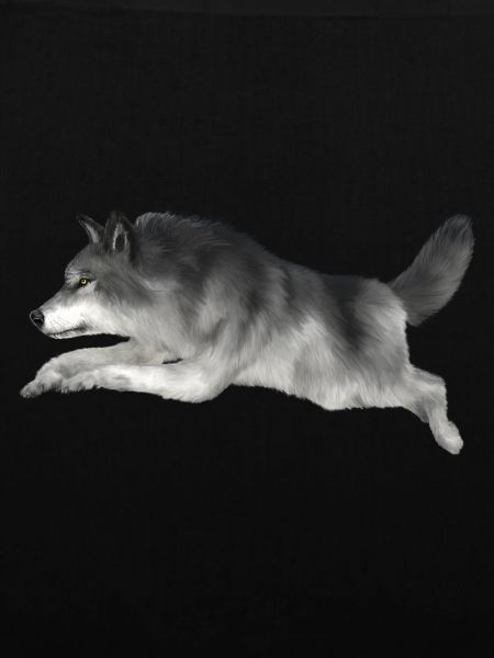 Grey wolf runs