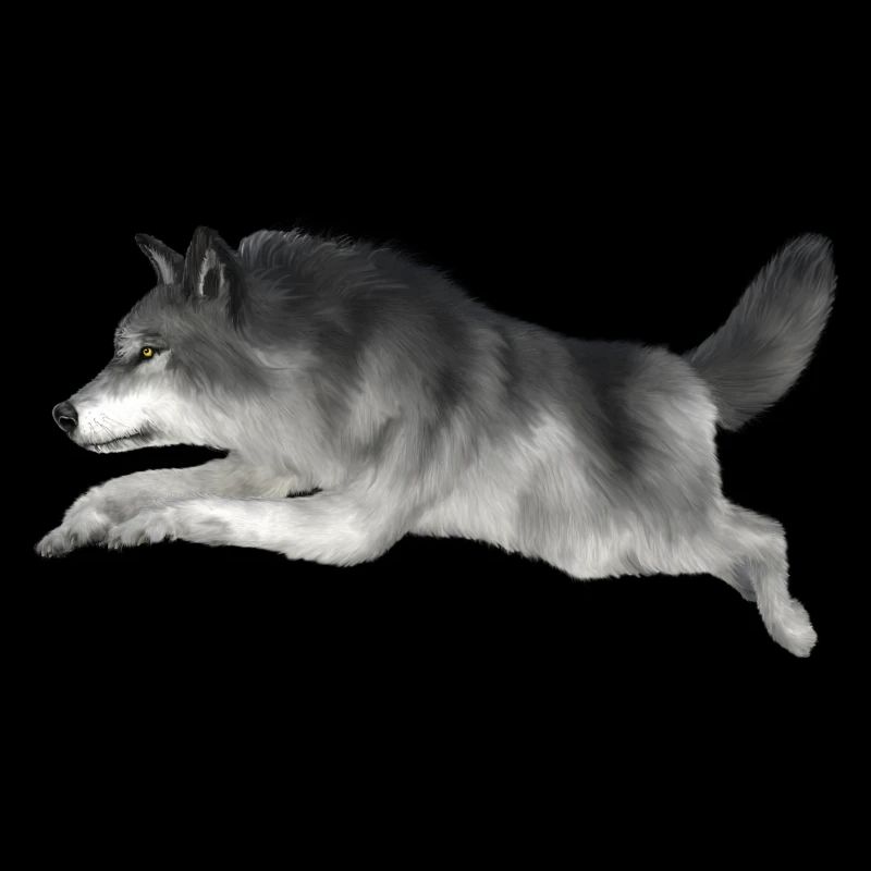 Grauer Wolf rennt