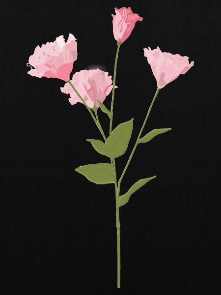 Rosa Blume