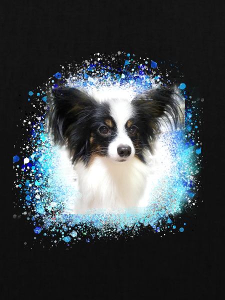 papillon,hund,spitz,zwergspitz,pompom