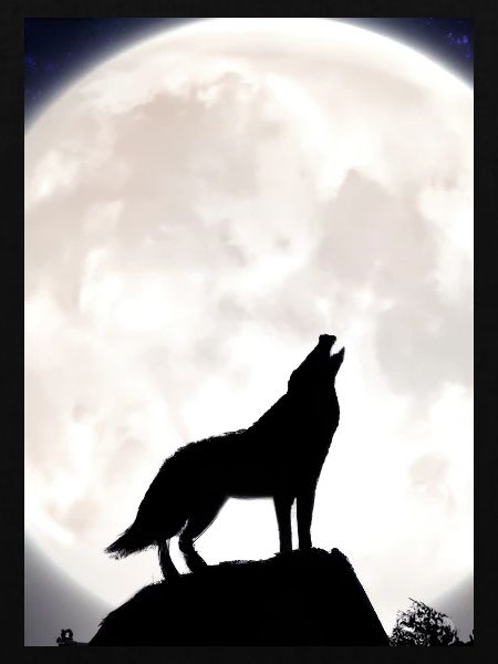 Wolf bei Nacht