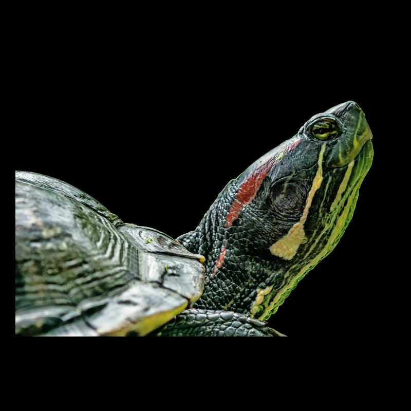 turtle schildkroete
