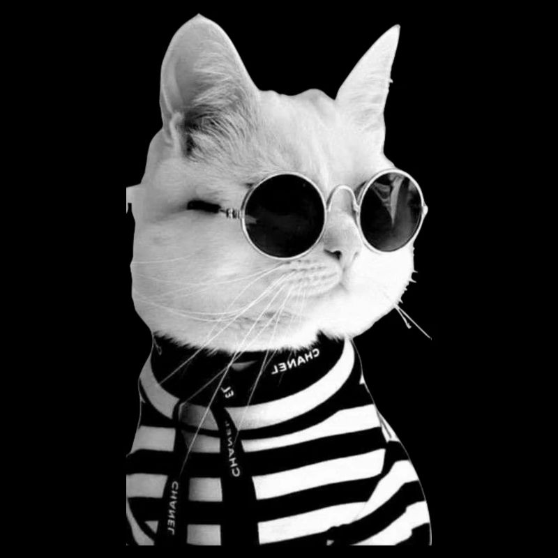 Cat Collection