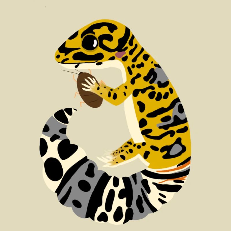 Leopard Gecko with cockroach