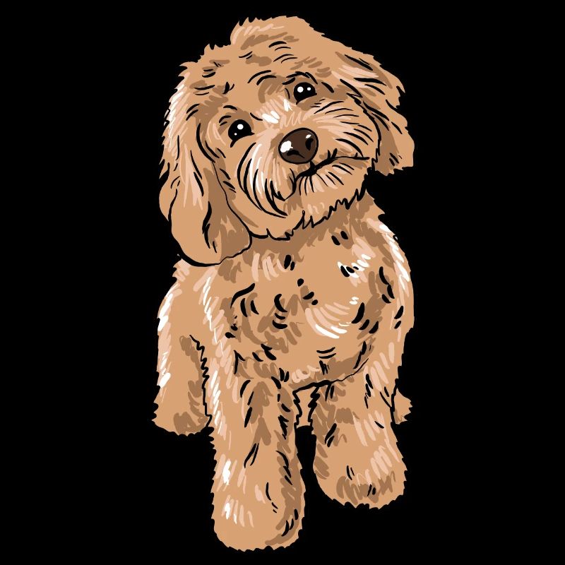 Cockapoo Hund