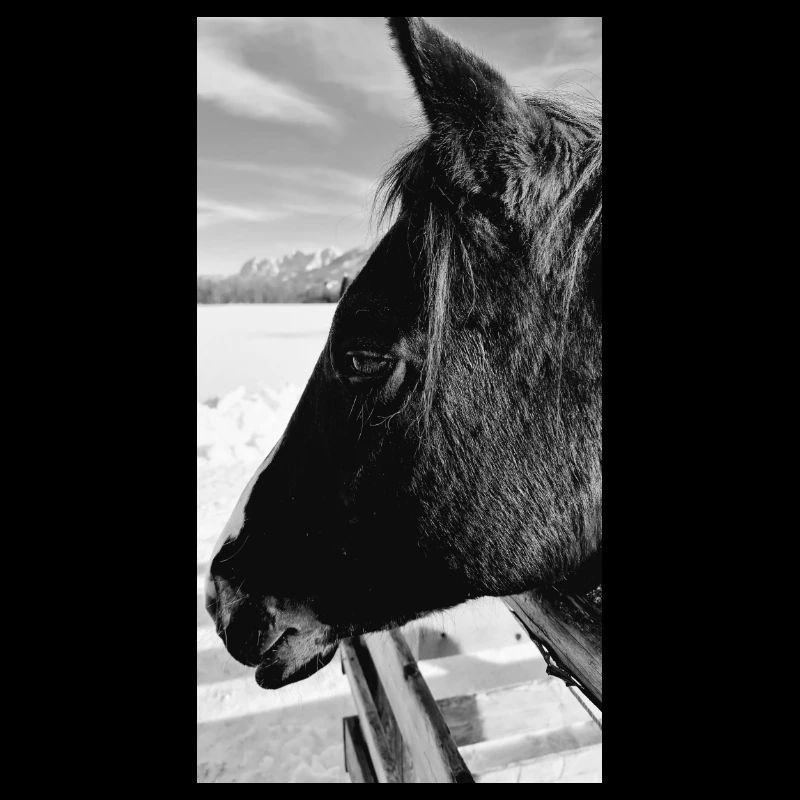 Black Jack