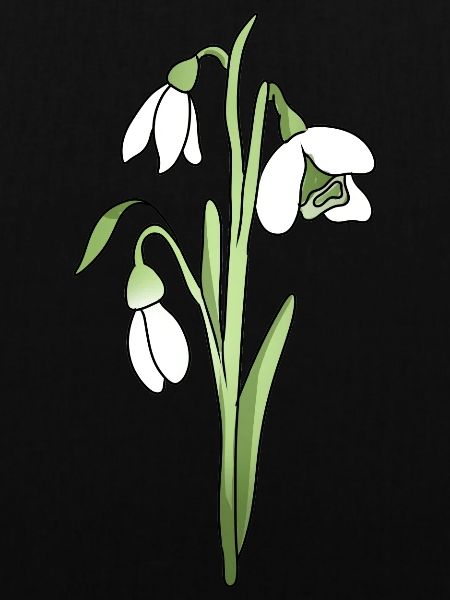 snowdrop