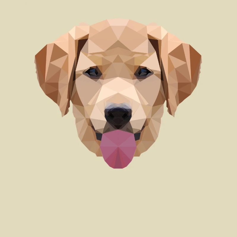 Polygone Labrador, Polygone, Chien, Labrador