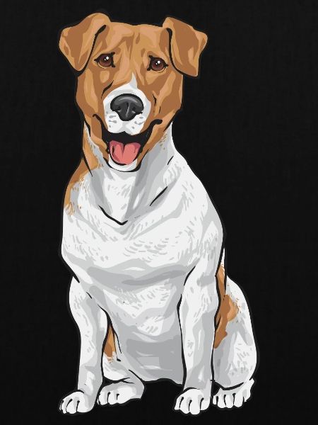 Jack Russell Terrier