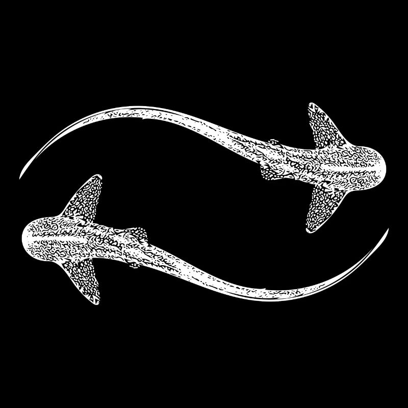 Requins léopards élégants - Triakis semifasciata