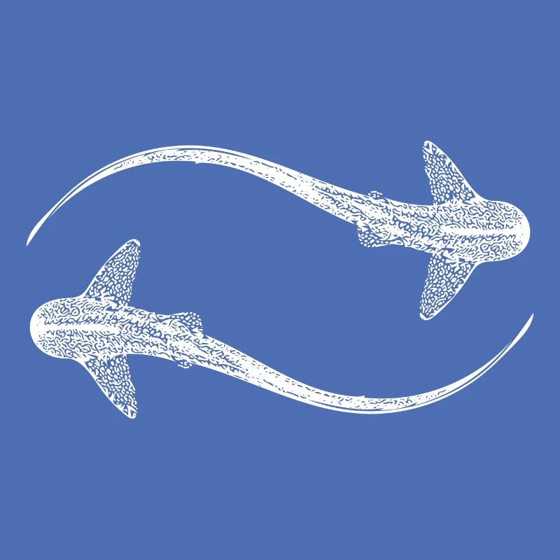Elegant leopard sharks - Triakis semifasciata