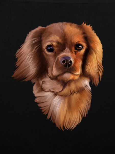 King Cavalier Hund