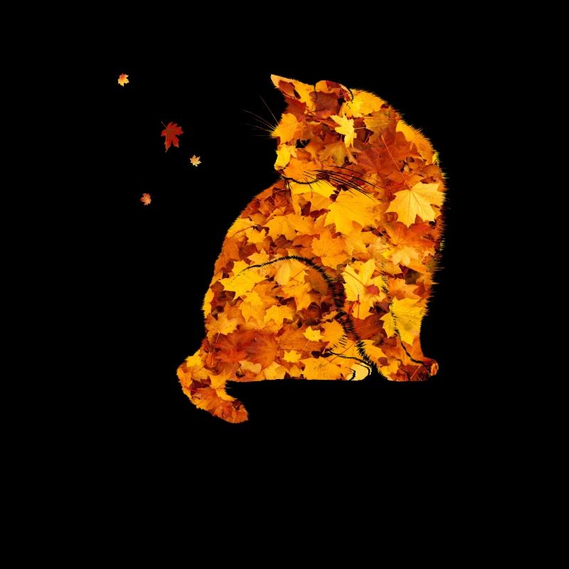 Mignon chat d’automne - Feuilles d’automne