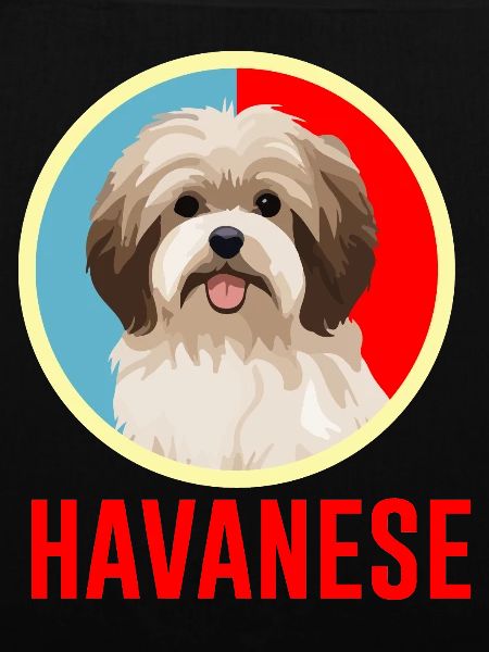 Havaneser Retro